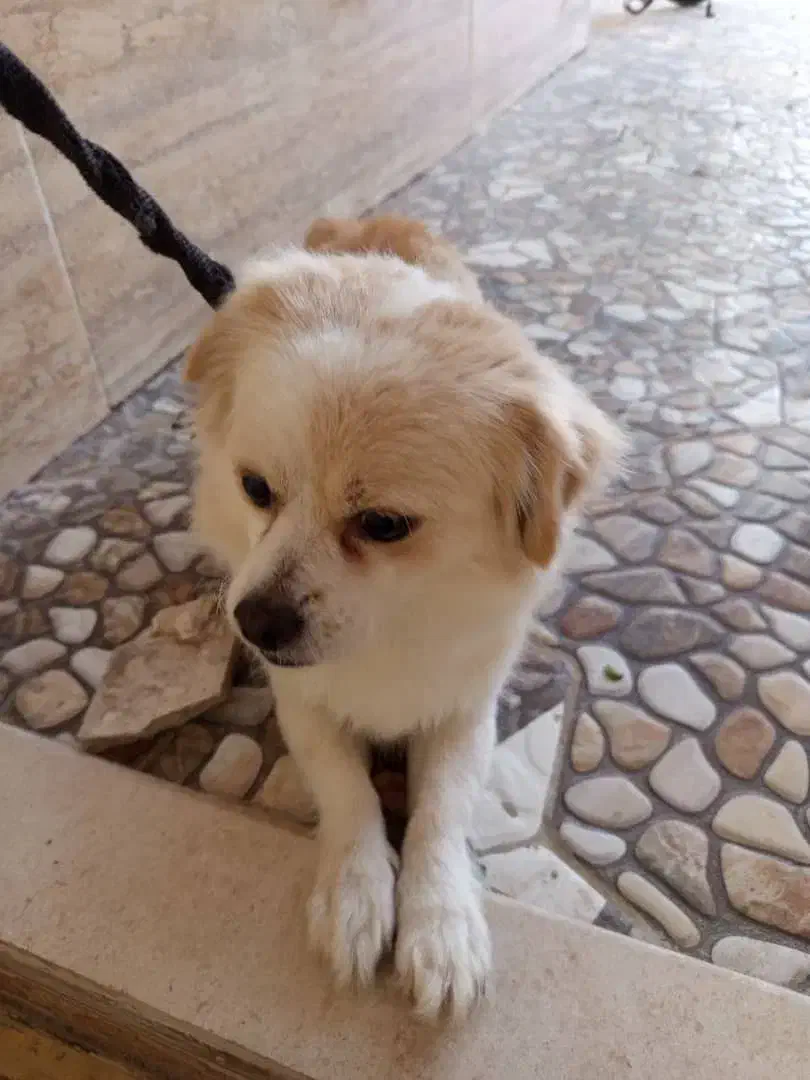 شیتزو پامر ماده|سگ|کرمان, |دیوار