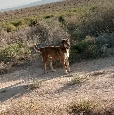 سگ خراسانی|سگ|اسفراین, |دیوار