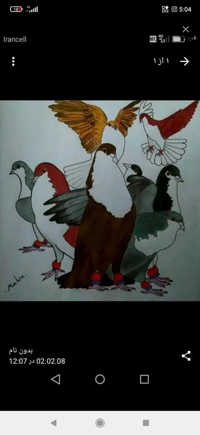 کبوتر خوب سنگین پر|پرنده|زهک, |دیوار