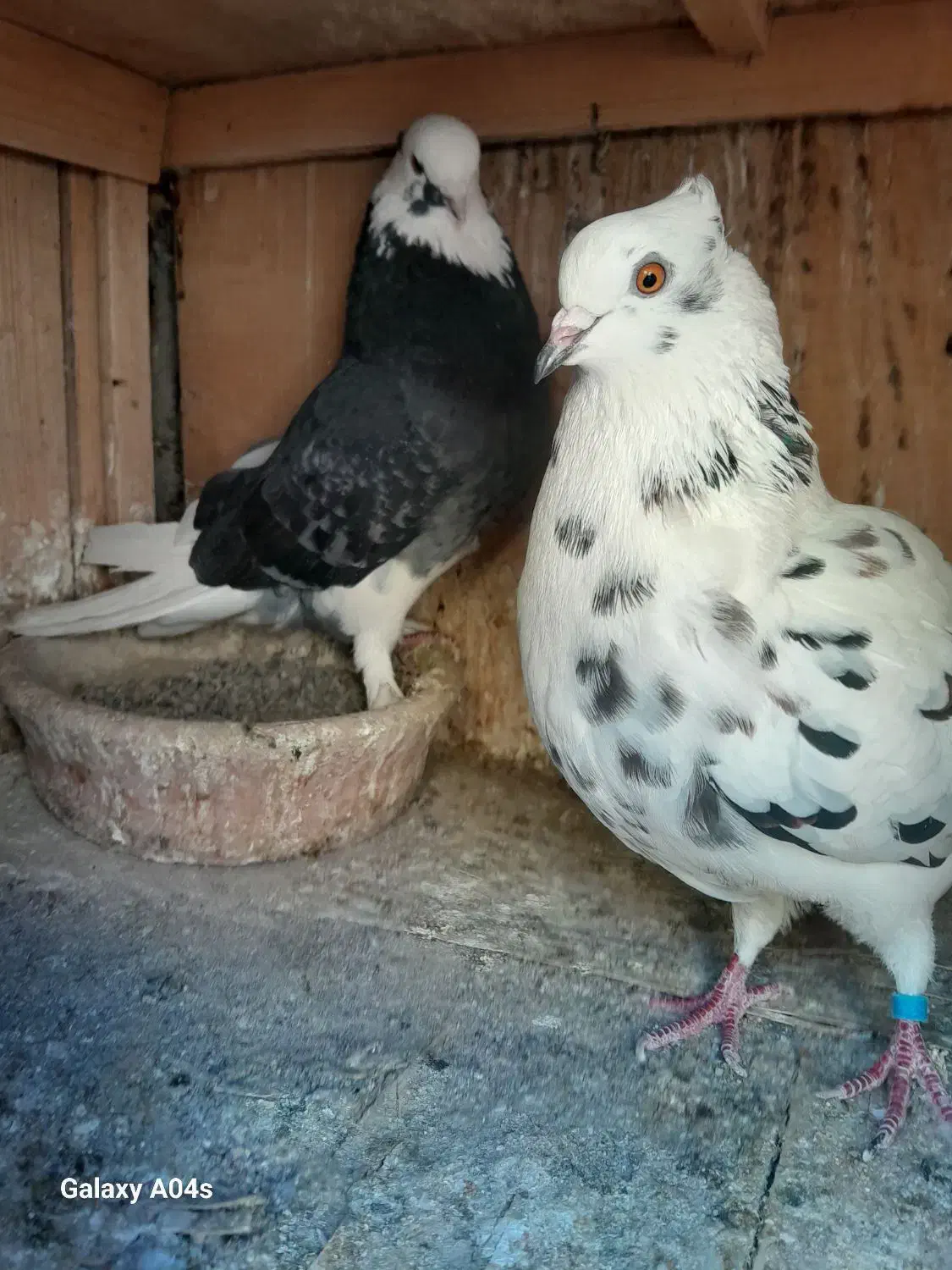 کبوتر دونسته|پرنده|صباشهر, |دیوار