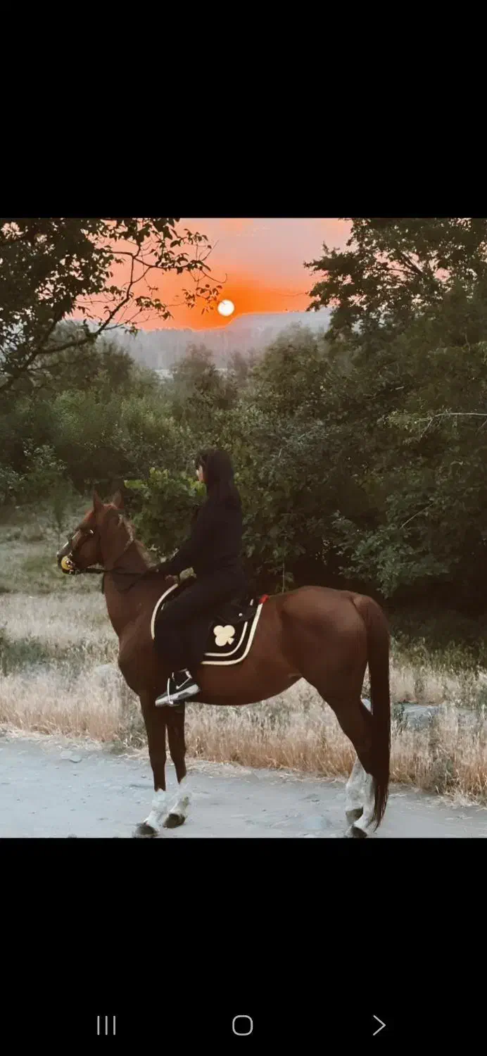 اسب|اسب و تجهیزات اسبسواری|مراغه, |دیوار