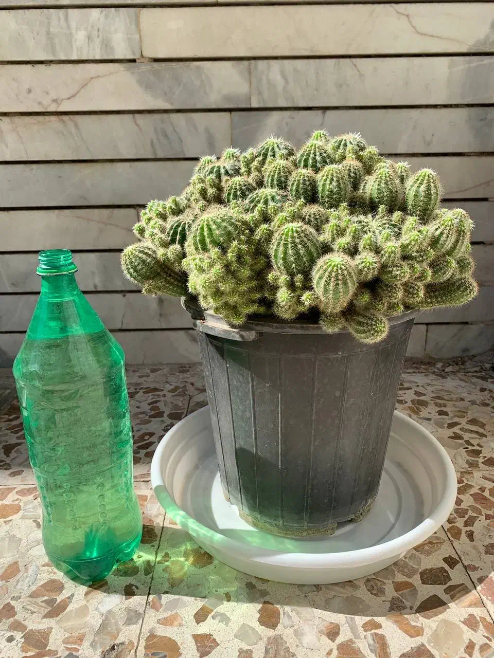 گل کاکتوس|گل و گیاه طبیعی|اصفهان, شاهد|دیوار