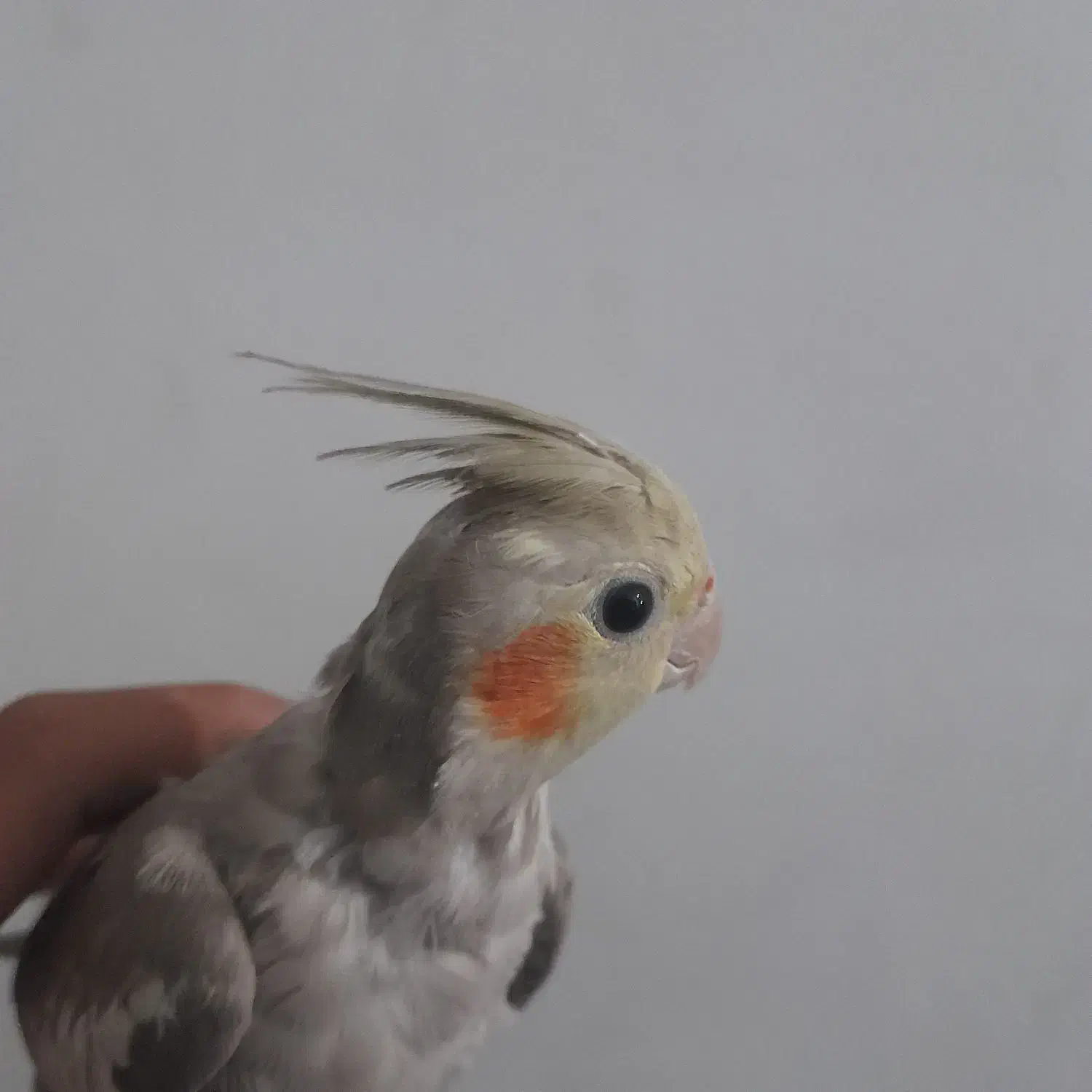 عروس هلندی|پرنده|بافت, |دیوار