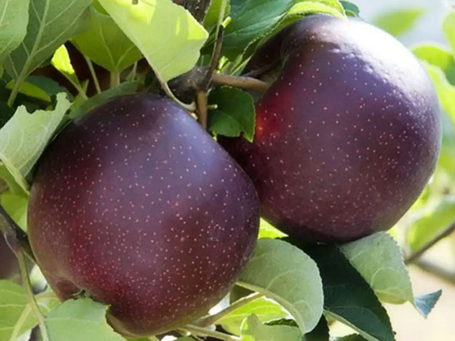 انواع نهال سیب پیوندی|خدمات باغبانی و درختکاری|سمیرم, |دیوار