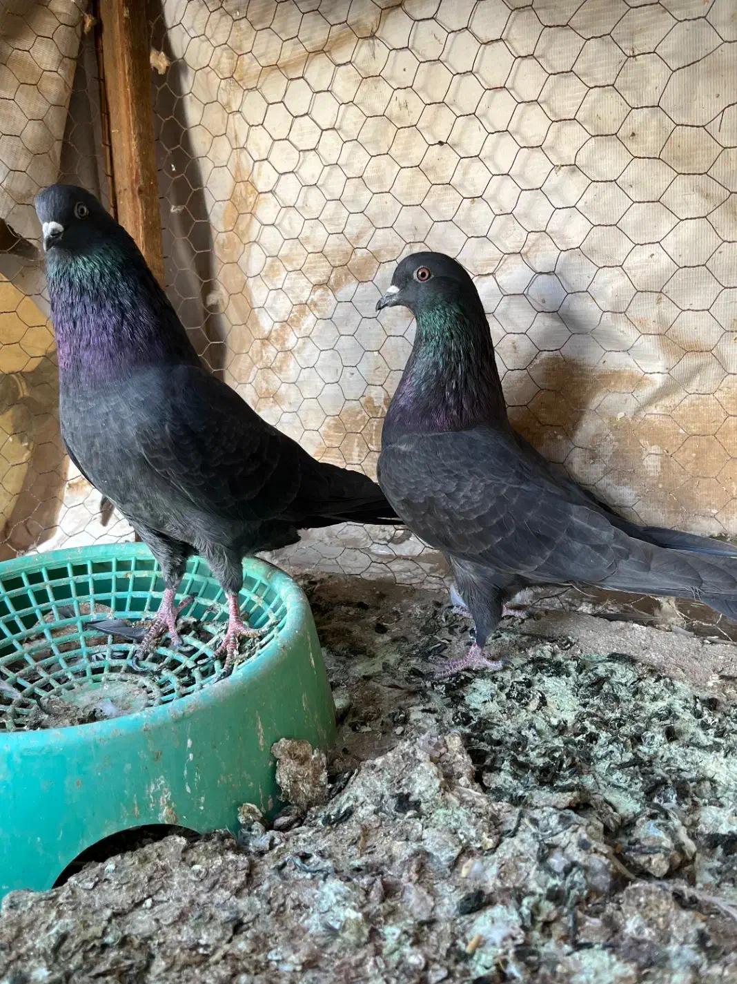 پرشی|پرنده|حمیدیا, |دیوار