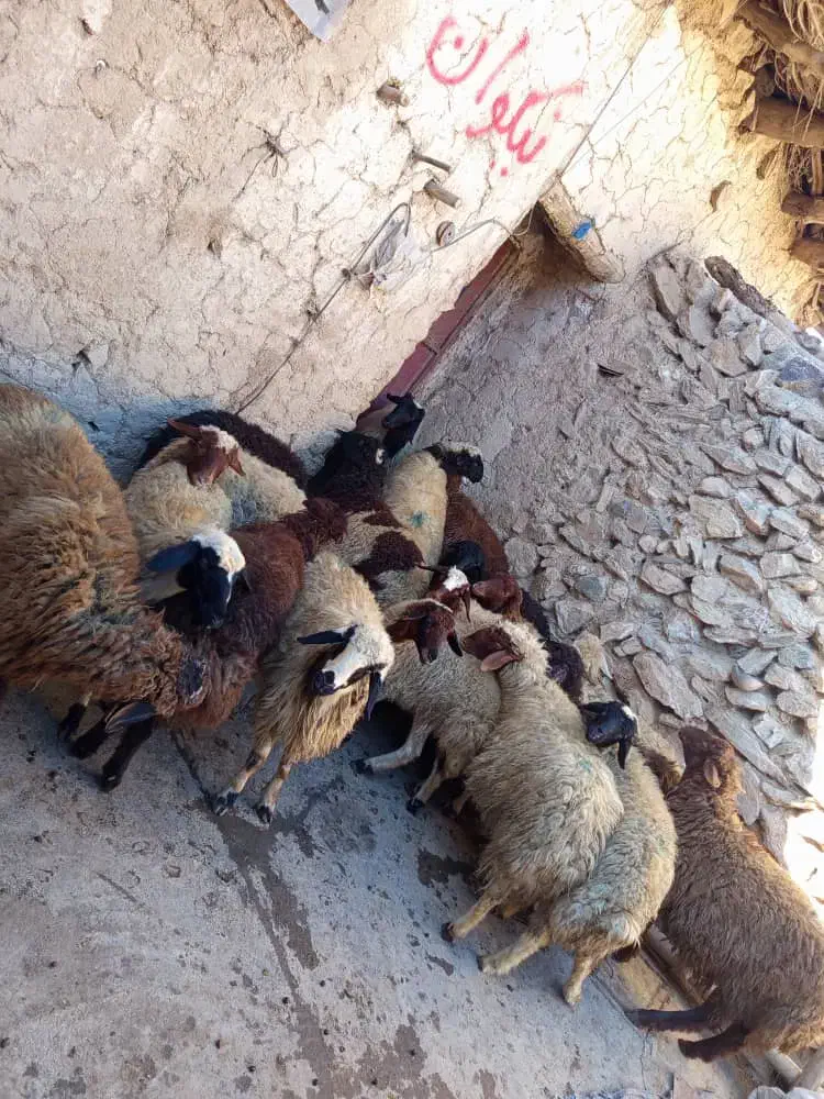 گوسفند|حیوانات مزرعه|امام, |دیوار