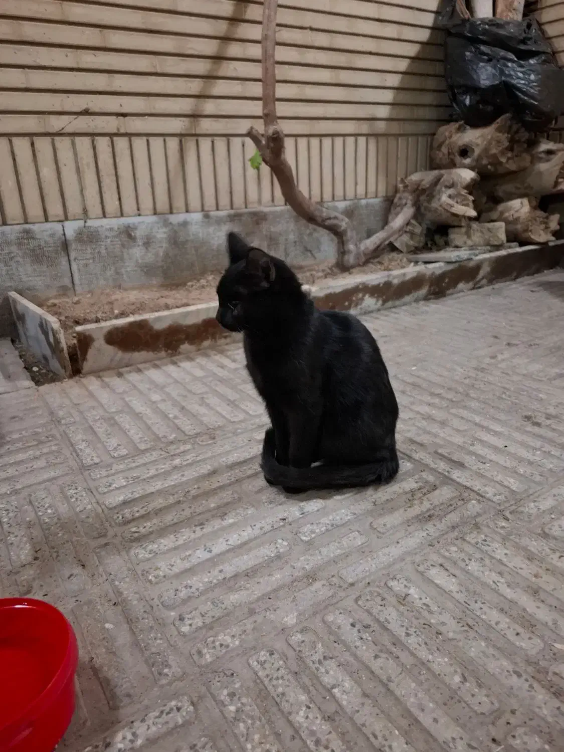 واگذاری گربه|گربه|اصفهان, ملکشهر|دیوار