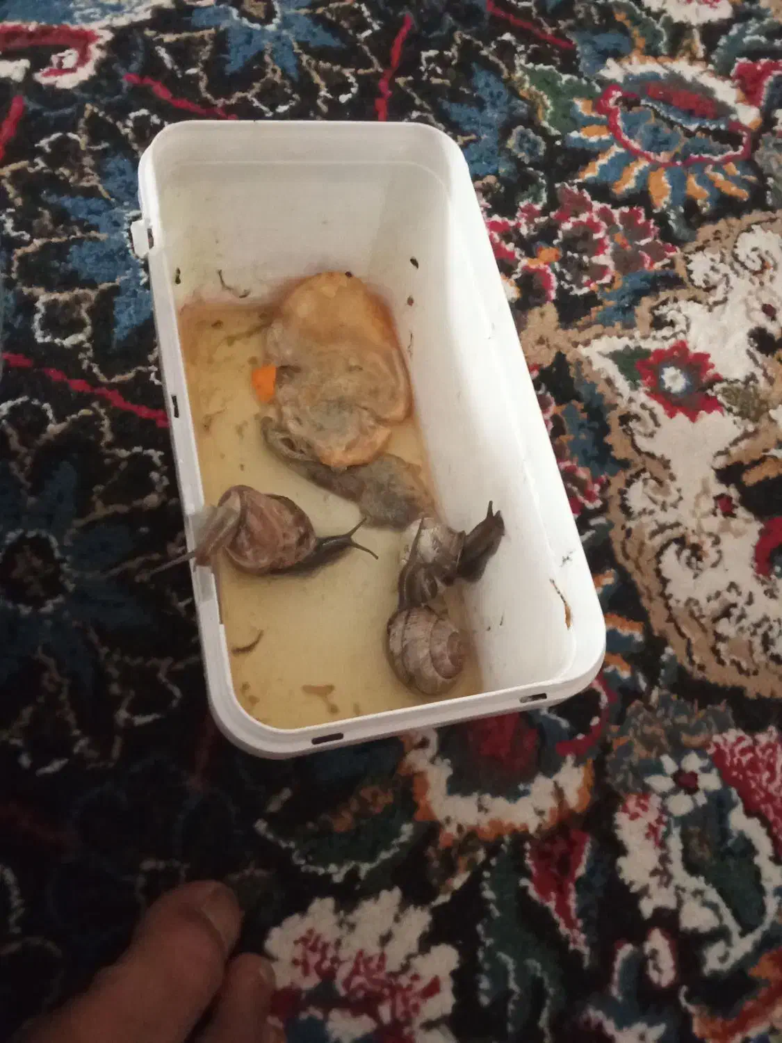 حلزون سالم|خزنده|زابل, |دیوار