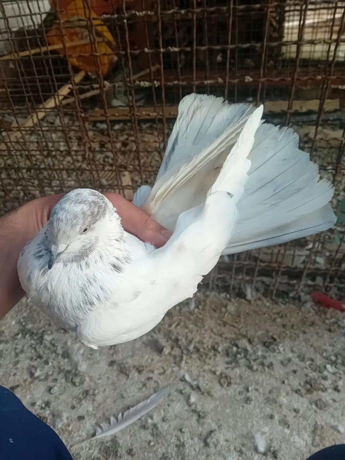 غریب گیری وقفس فروشی|پرنده|کوهدشت, |دیوار