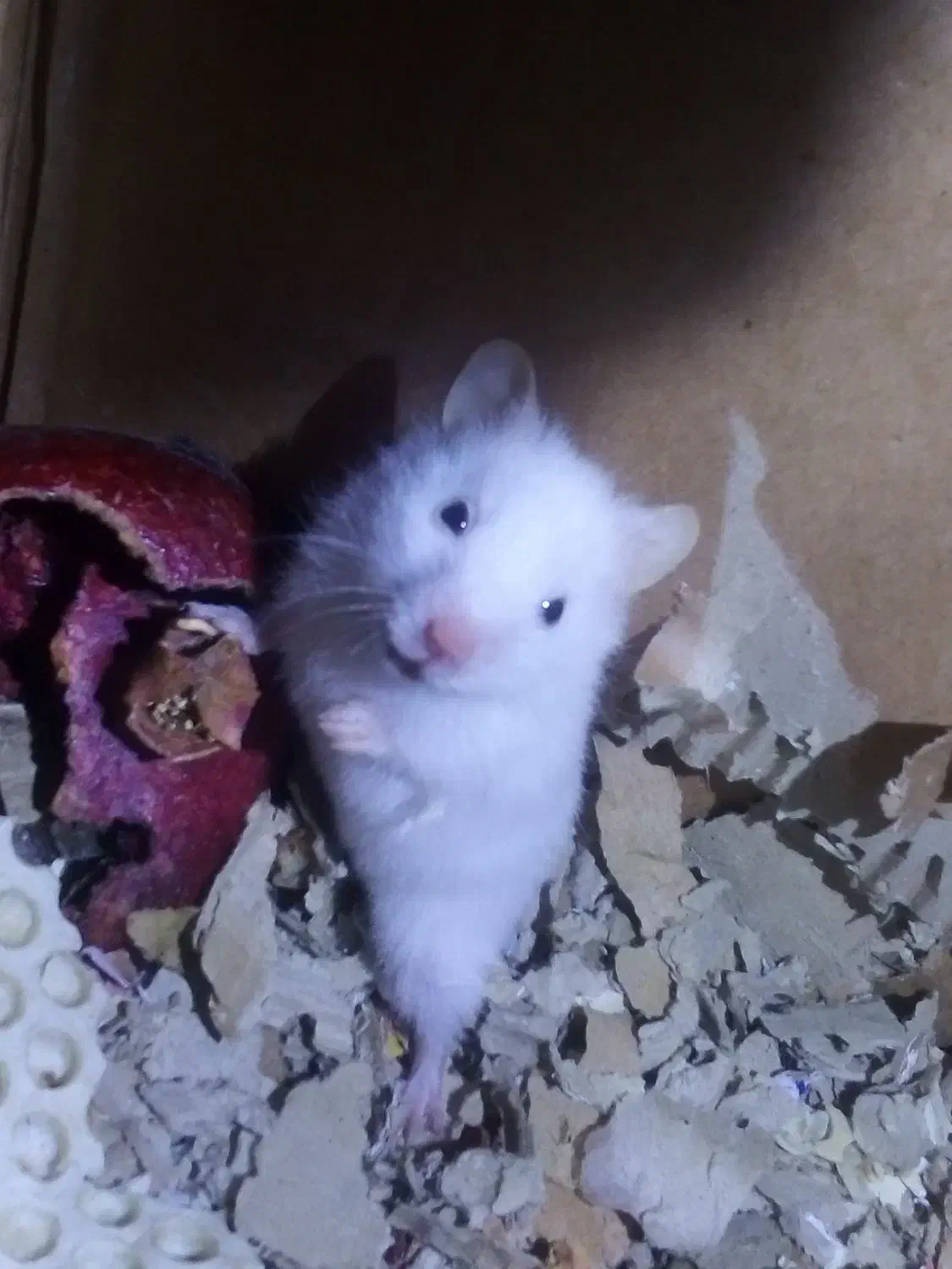 همستر دونه ای 200تومن|موش و خرگوش|ساوه, |دیوار