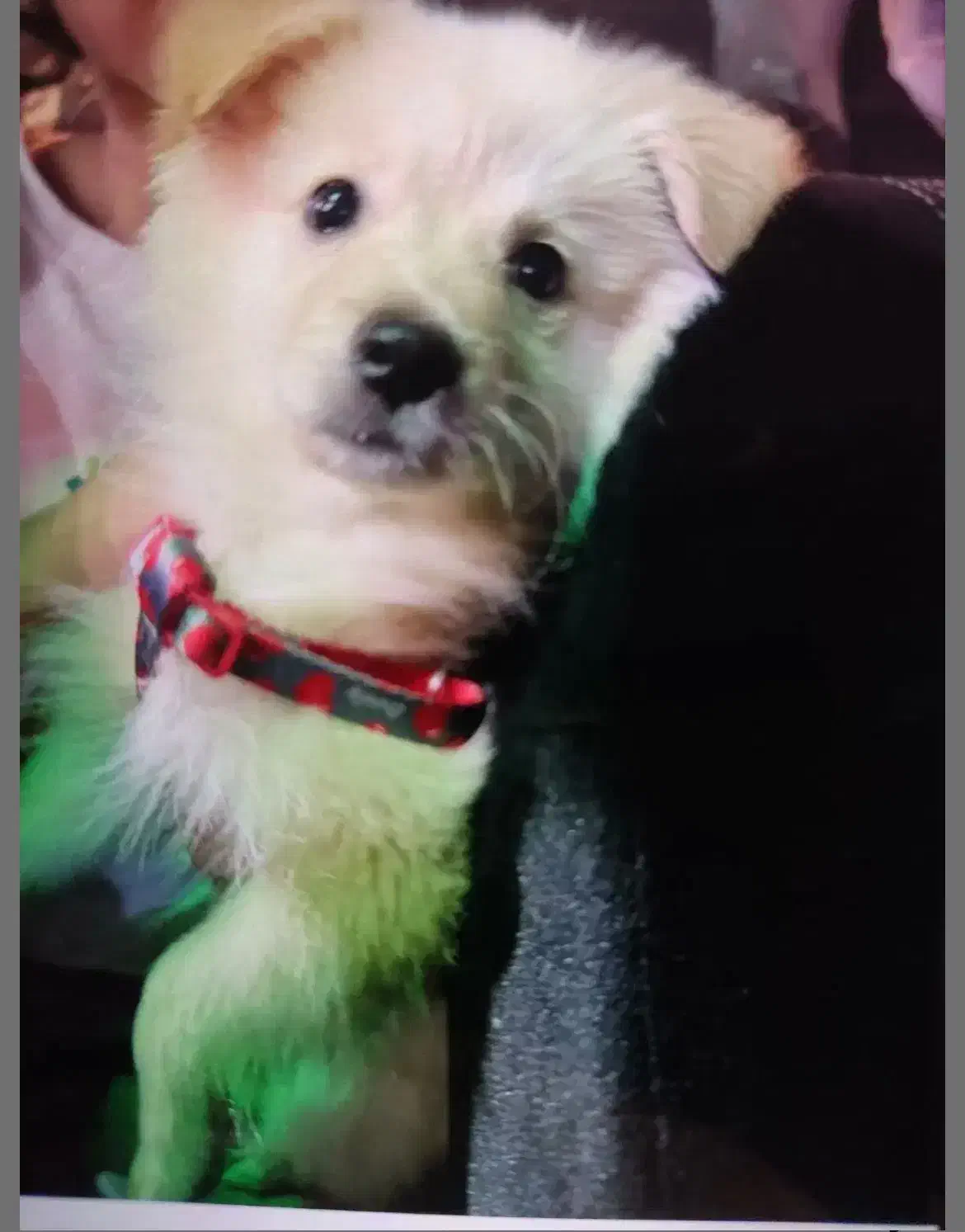 سگ پامر اشپیتز|سگ|اهواز, کوی فرهنگیان ۱|دیوار