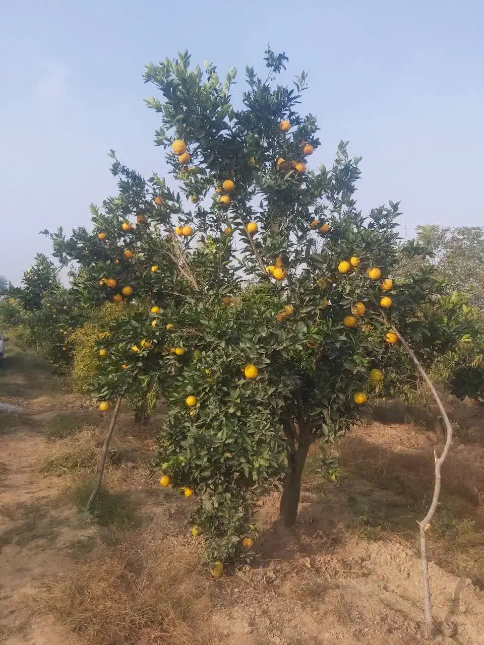 پرتقال تامسون|حراج|بندر گز, |دیوار