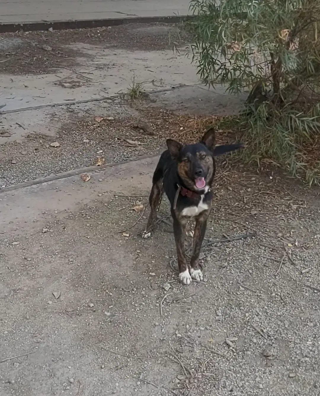 ژرمن میکس|سگ|هشتگرد, تهران دشت|دیوار