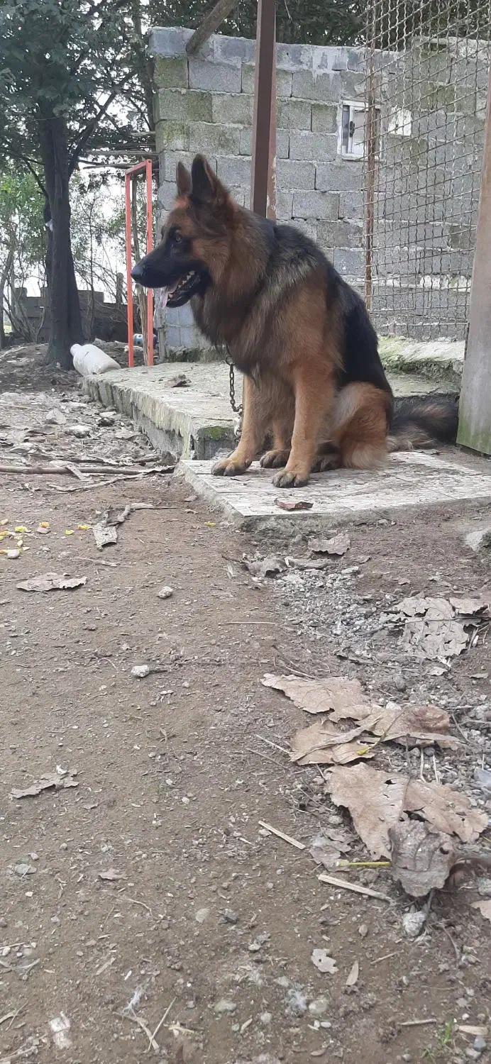 ژرمن شولاین خالص اصیل|سگ|رشت, پل تالشان|دیوار