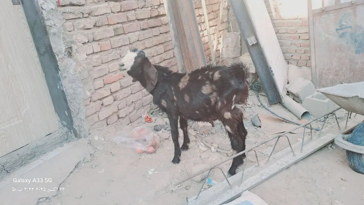 فروش فوری نر بز کامورایی|حیوانات مزرعه|خاش, |دیوار