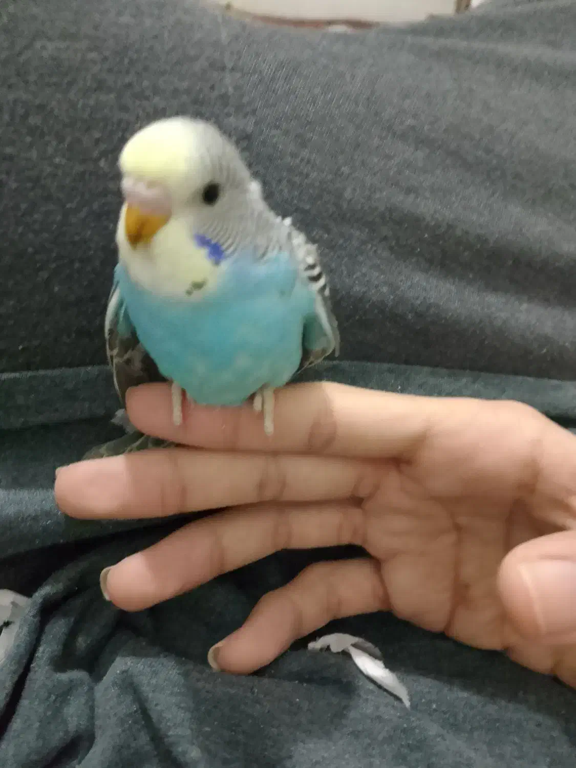 مرغ عشق نرم خور|پرنده|ایرانشهر, |دیوار