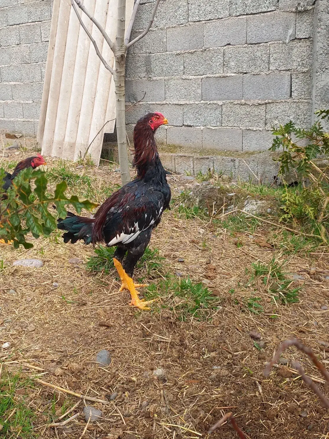 خروس لاری|حیوانات مزرعه|رشت, گیل|دیوار