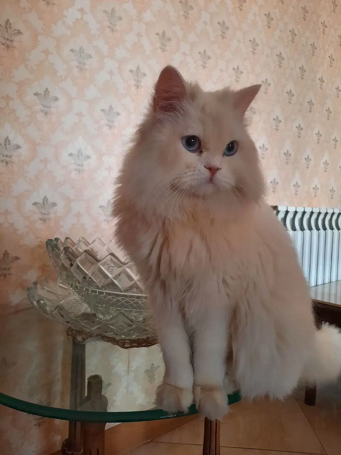 واگذاری گربه پرشین|گربه|رشت, نامجو|دیوار