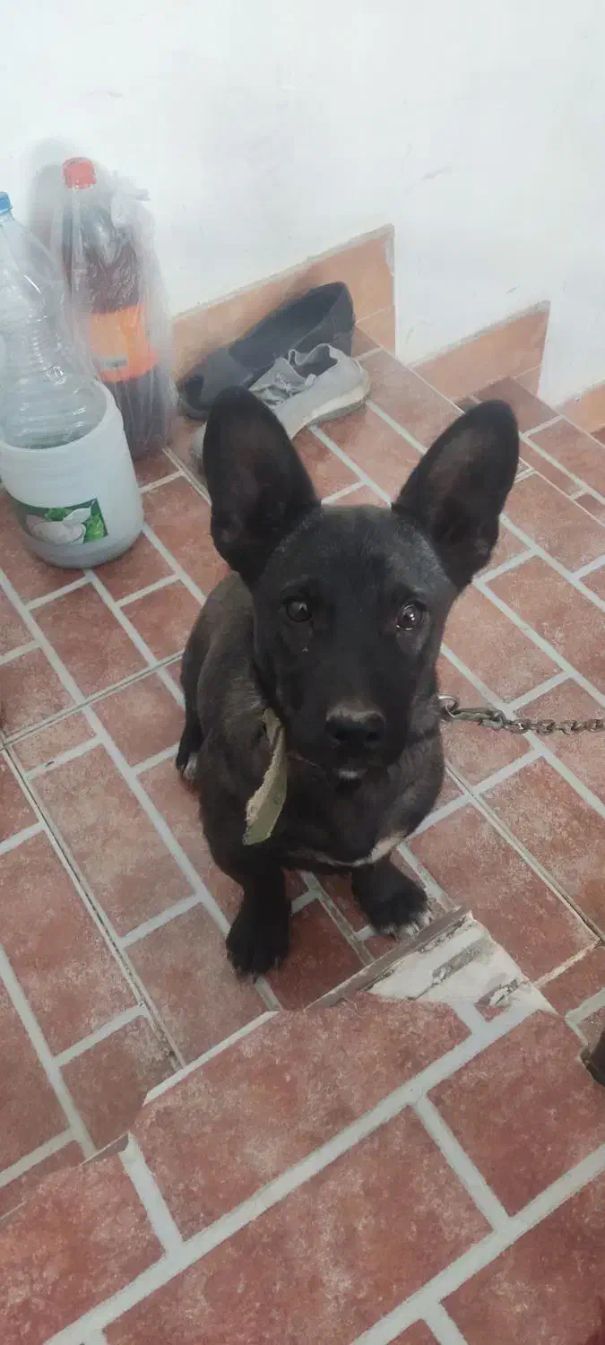 ژرمن بلک کوچک مشکی پنج ماهه|سگ|مهدی شهر, |دیوار