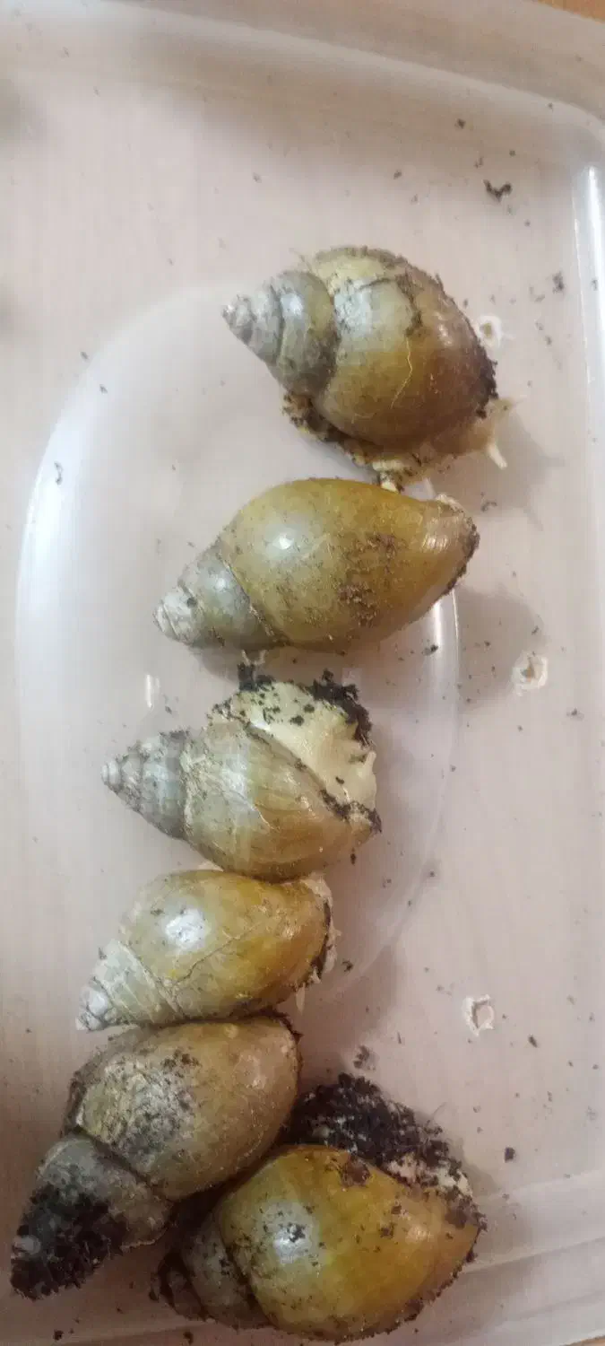 حلزون|خزنده|اصفهان, محمودیه|دیوار