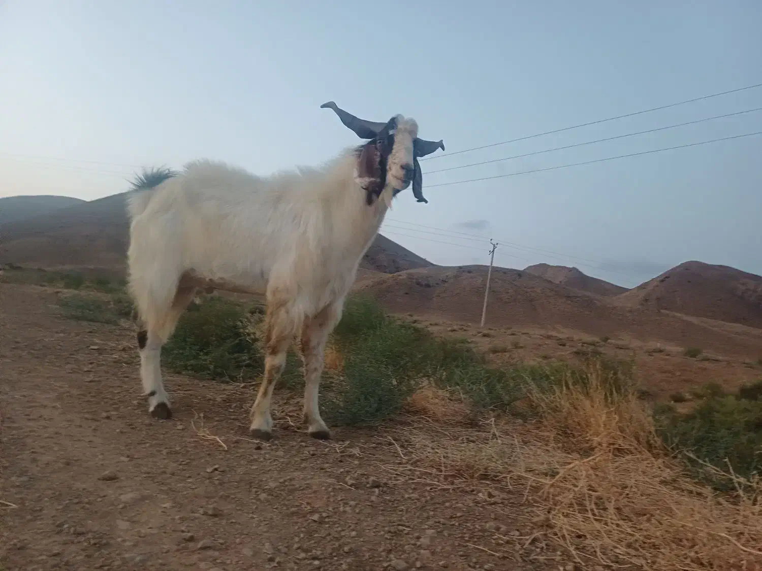 دیبر در حد|حیوانات مزرعه|بیله سوار, |دیوار