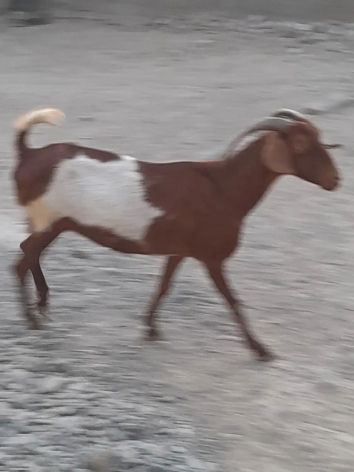 بزخوب و چاق 10000000|حیوانات مزرعه|بند زرک, |دیوار