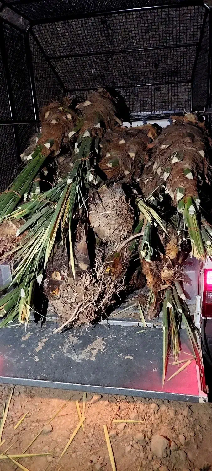 پاجوش برحی اصل|گل و گیاه طبیعی|اهواز, شریعتی جنوبی|دیوار