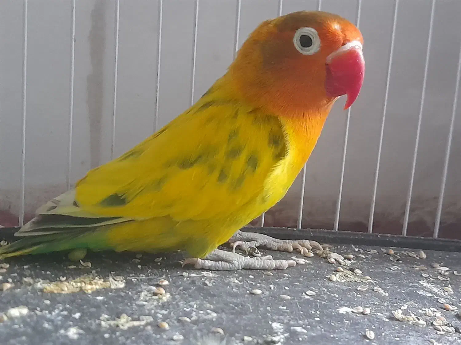 فروشی طوطی برزیلی|پرنده|نظرآباد, نظرآباد|دیوار