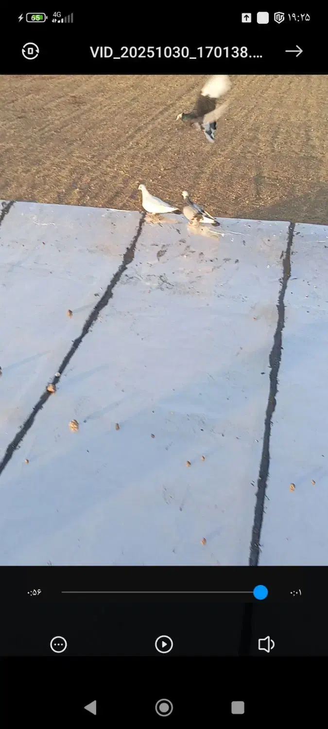 کبوتر|پرنده|طرهان, |دیوار