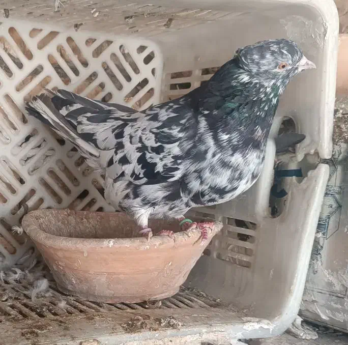 کبوتر خوب|پرنده|قم, لسانی|دیوار