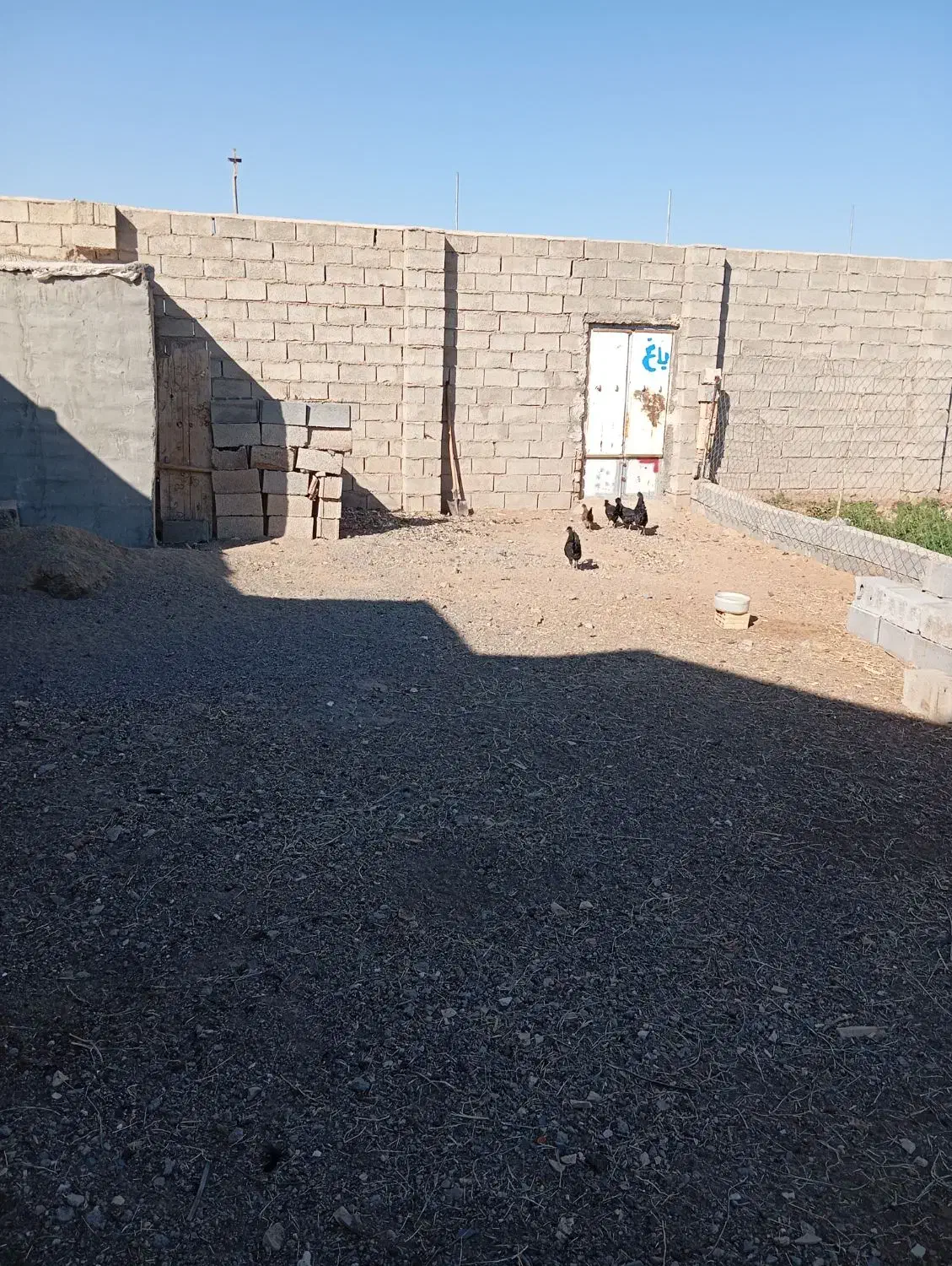 مرغ  سیاه فروشی صحیح سالم|حیوانات مزرعه|بردسکن, |دیوار