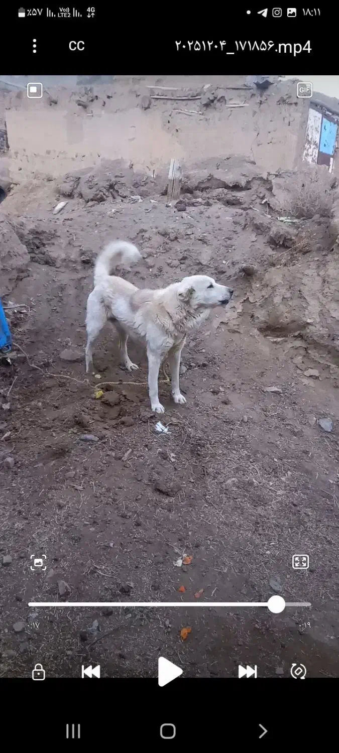 سگ سرابی|سگ|سارال, |دیوار