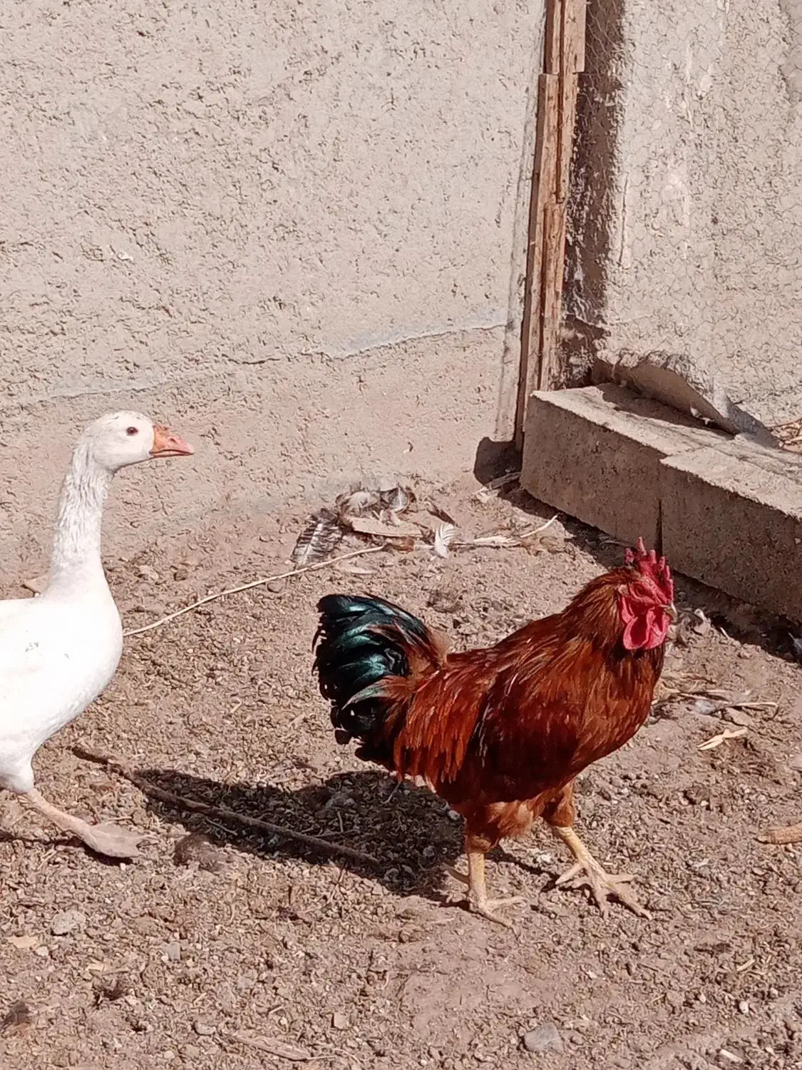 غازنروماده|حیوانات مزرعه|قزوین, |دیوار