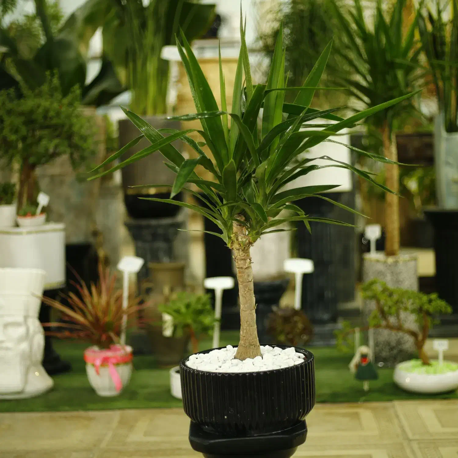 گلدان + یوکا تنه دار زیبا مناسب هدیه -ارسال سریع|گل و گیاه طبیعی|تهران, اختیاریه|دیوار