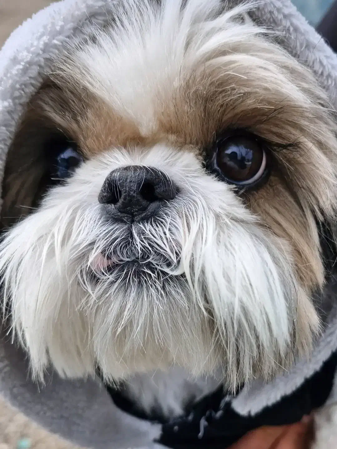 واگذاری|سگ|ری, فیروزآبادی|دیوار