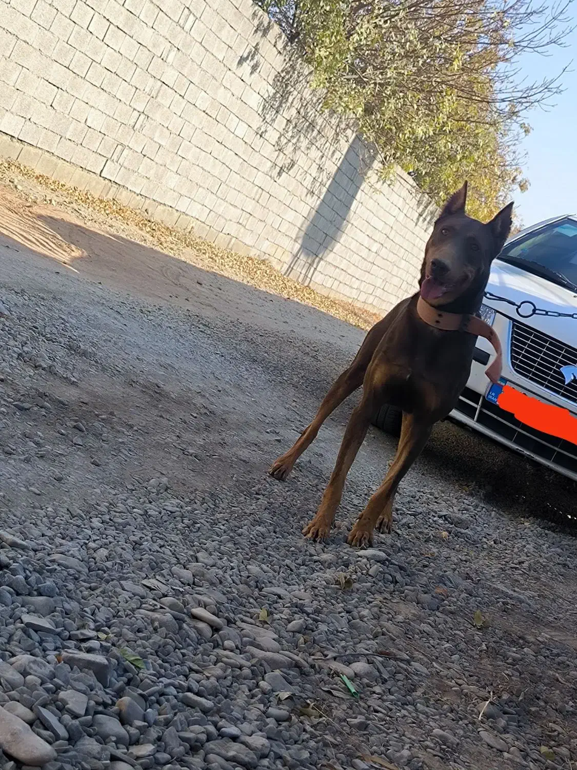 دوبرمن نر|سگ|هشتگرد, قاسم آباد بزرگ|دیوار