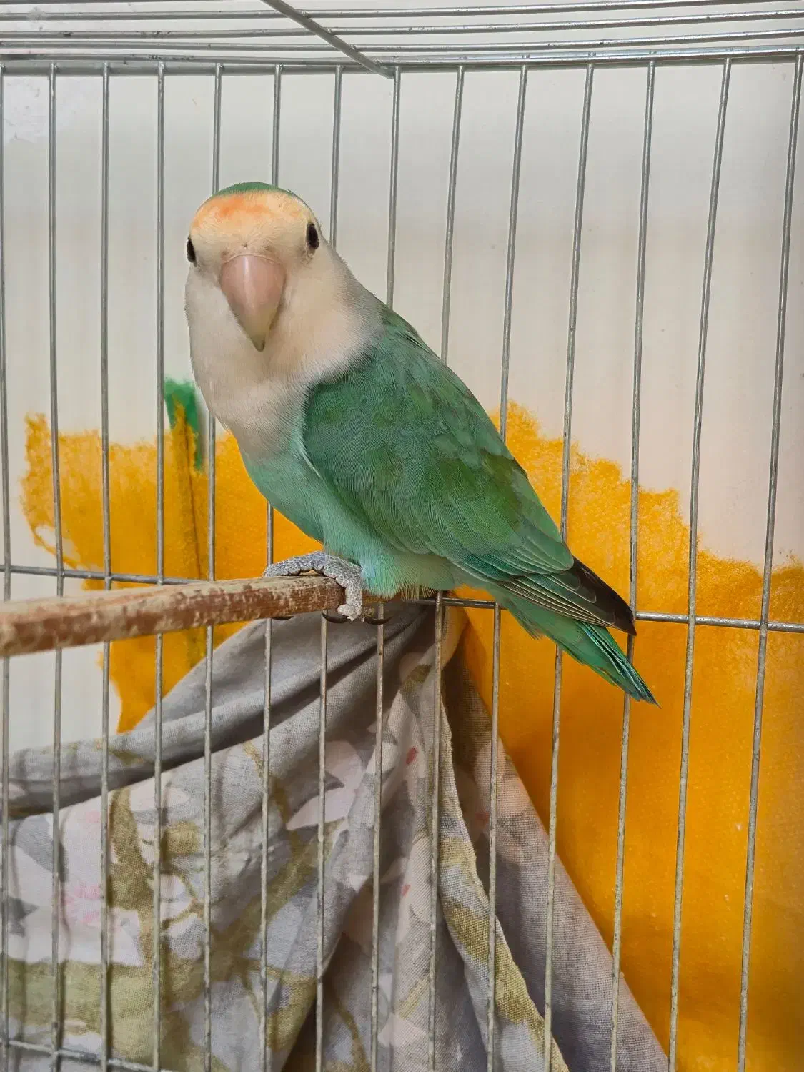 طوطی برزیلی|پرنده|محمدشهر, همایون ویلا|دیوار