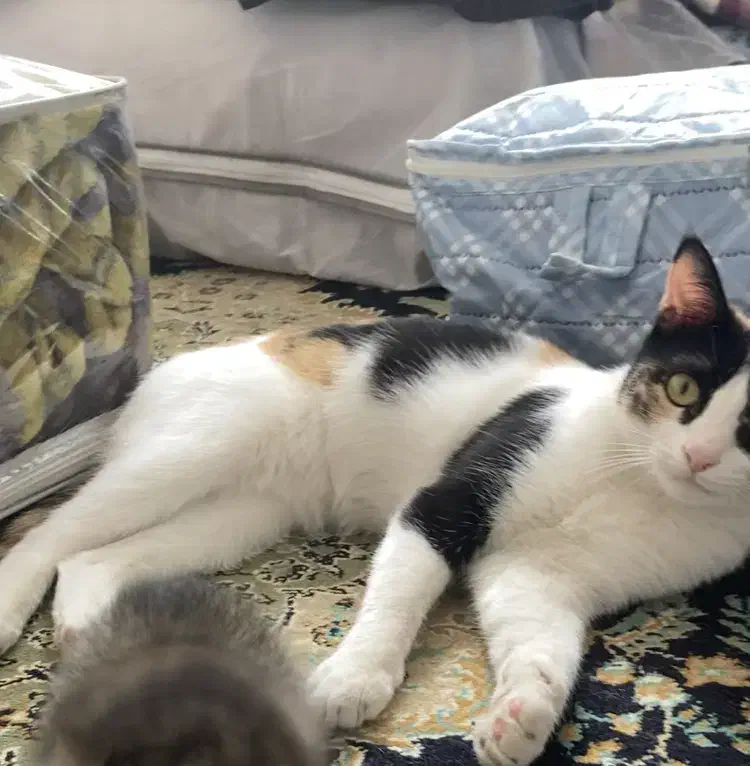 گربه گمشده|حیوانات|شیراز, کرونی(خاتونک)|دیوار