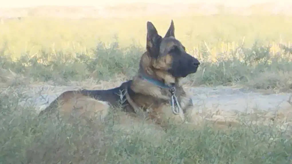 گمشده|حیوانات|فیروزآباد (فارس), |دیوار