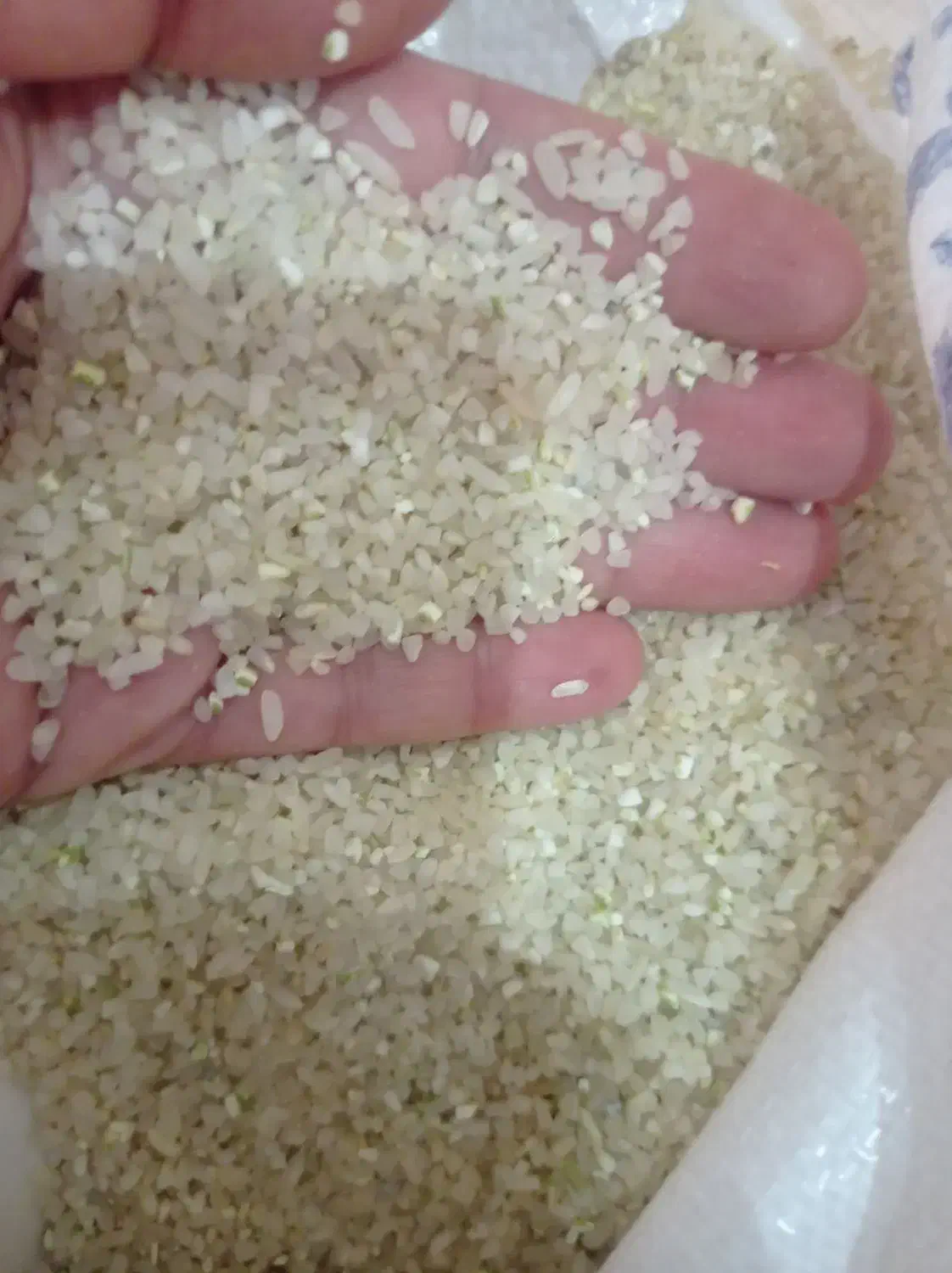 برنج کامفیروز|خوردنی و آشامیدنی|فسا, |دیوار