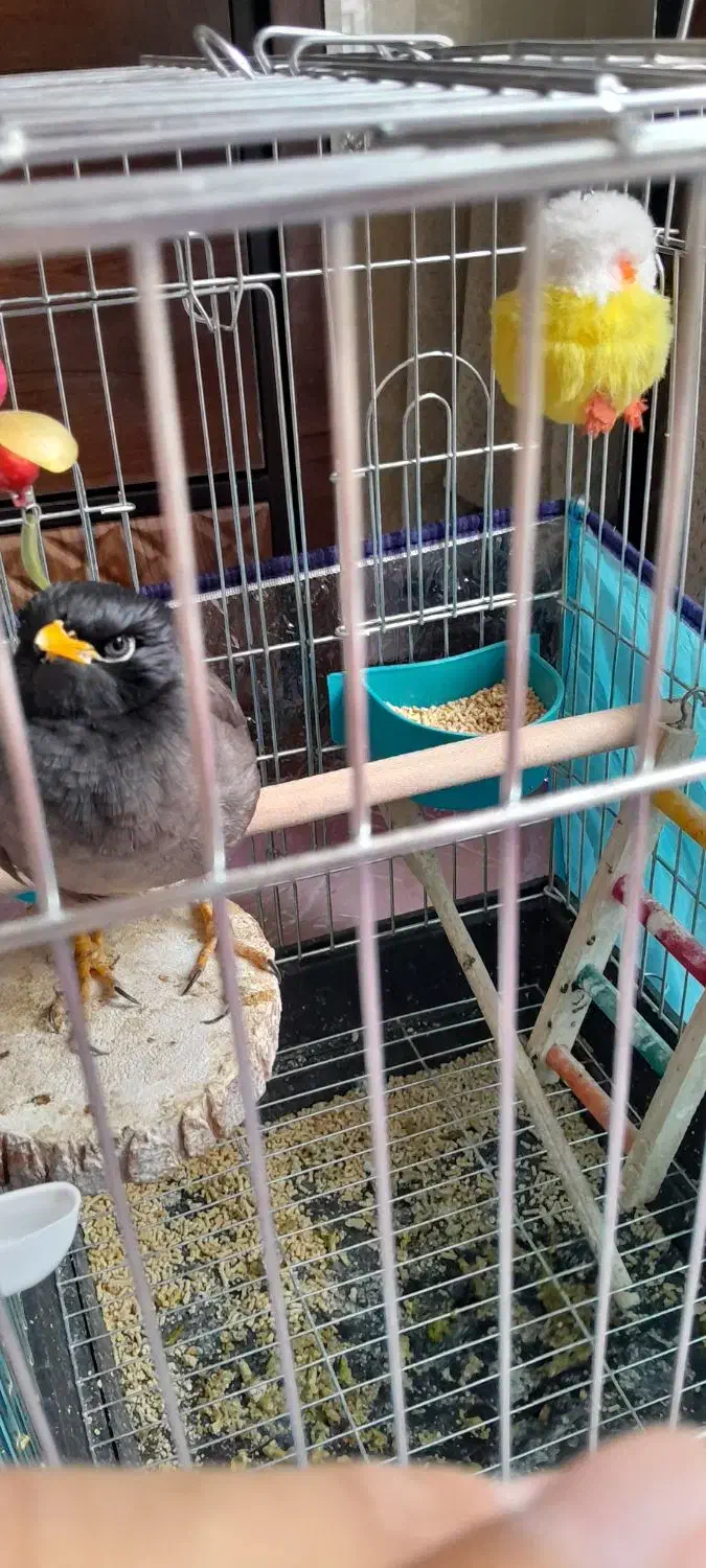 مرغ مینا چشم ستاره ای|پرنده|فسا, |دیوار