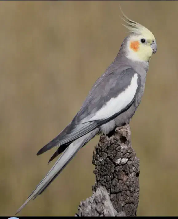 عروس هلندی|پرنده|الوند, |دیوار