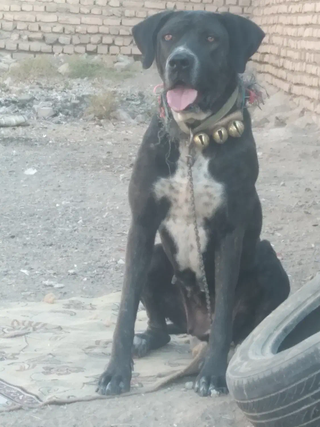 سگ ماده|سگ|تربتحیدریه, کلاته توکلی|دیوار