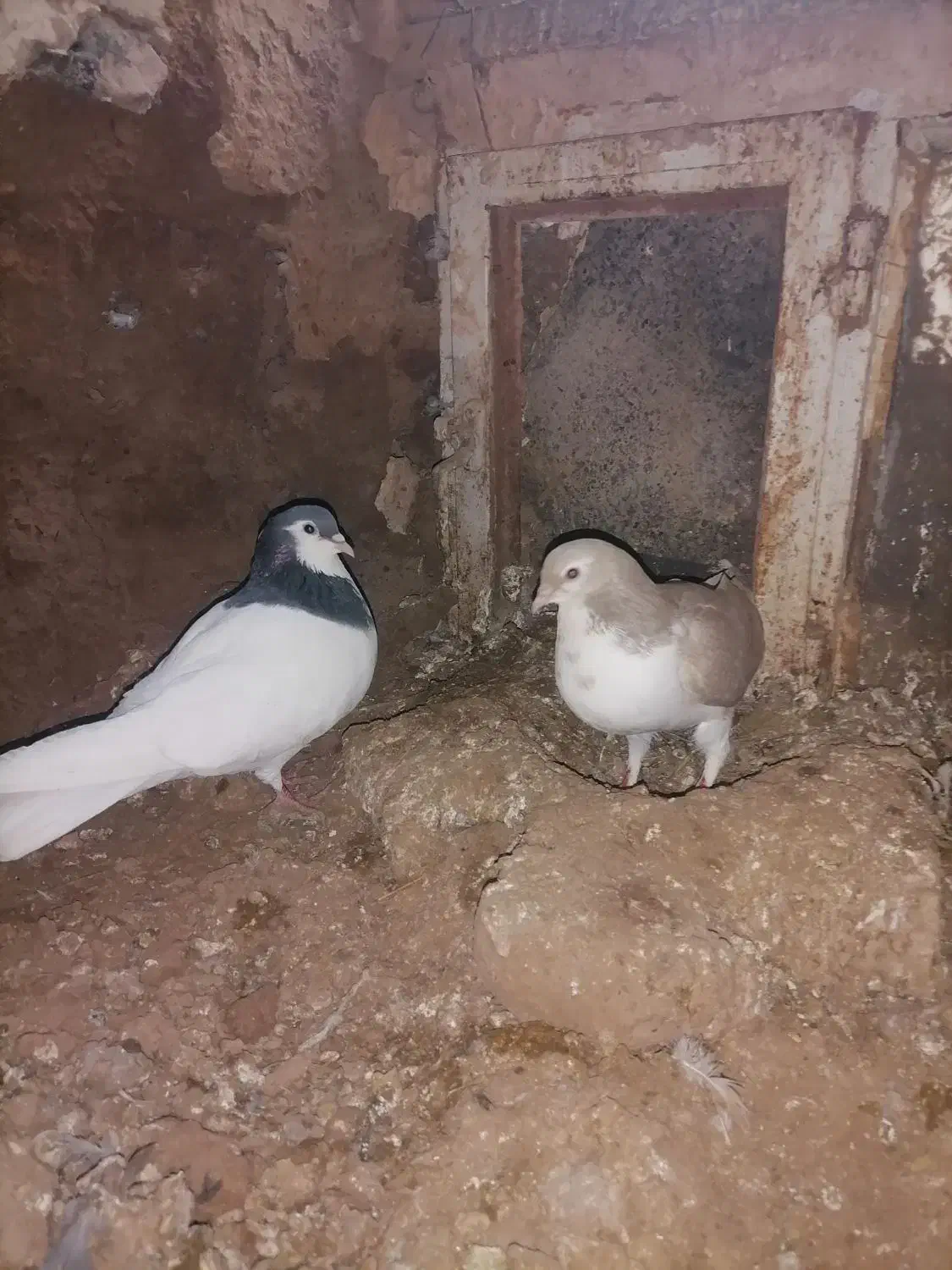 کبوتر|پرنده|نیشابور, مازول|دیوار