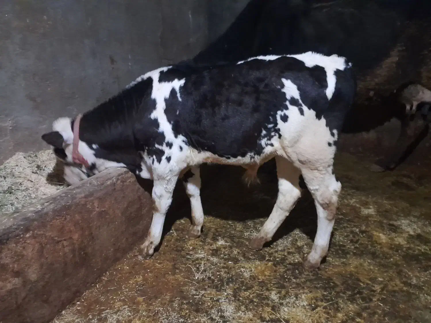 گوساله سیمینتال نر|حیوانات مزرعه|کرمانشاه, |دیوار