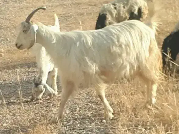 دزدیده شده بز و میش|حیوانات|دهدشت, |دیوار