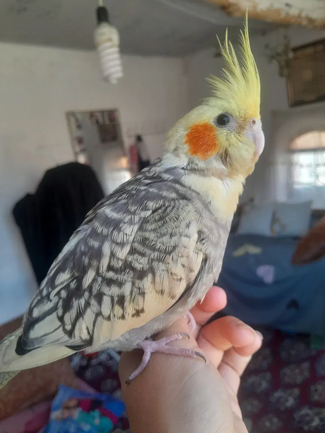 عروس هلندی گمشده|حیوانات|نهاوند, |دیوار