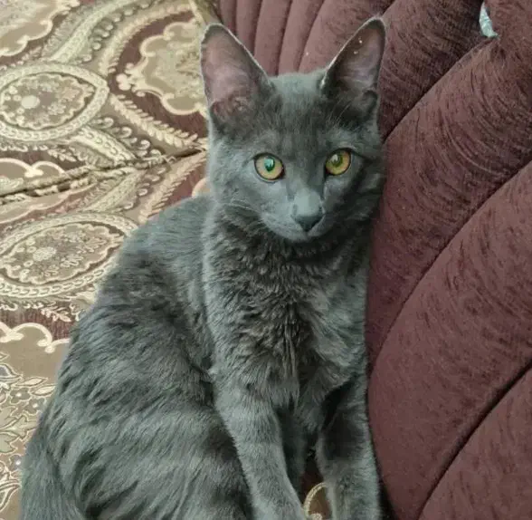 واگذاری یک عدد گربه|گربه|فولادشهر, مسکن مهر فولادشهر|دیوار