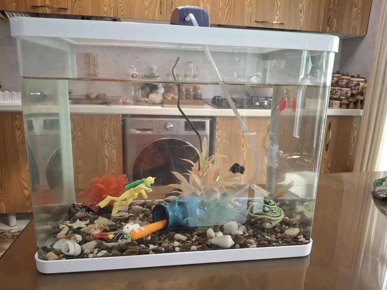 آکواریوم سالم به همراه تمام لوازم|ماهی|تهران, توحید|دیوار