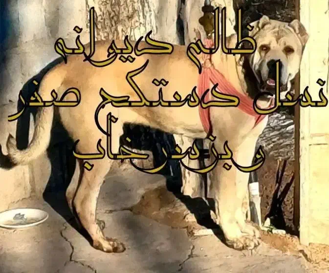 مجموعه سرابی آذربایجان|سگ|تبریز, |دیوار